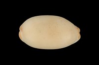 藏品(雨絲寶螺)的圖片